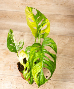 Monstera adansonii Aurea 003A
