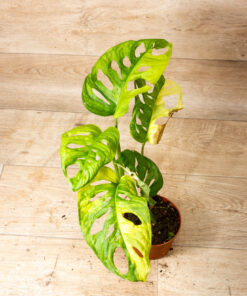 Monstera adansonii Aurea 004A