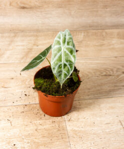 Alocasia watsoniana lightning 001A