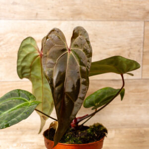 Anthurium NOID (Anthurium Ace of Spades x Crystallinum) 001A