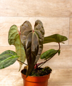 Anthurium NOID (Anthurium Ace of Spades x Crystallinum) 001A