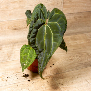 Anthurium NOID (Anthurium Ace of Spades x Crystallinum) 002A