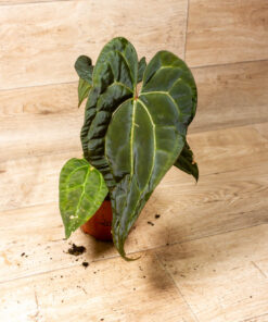 Anthurium NOID (Anthurium Ace of Spades x Crystallinum) 002A