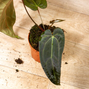 Anthurium NOID (Anthurium Ace of Spades x Crystallinum) 003A