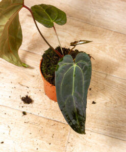 Anthurium NOID (Anthurium Ace of Spades x Crystallinum) 003A