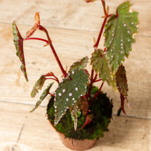 Begonia sp. 'Sumatra Spotted' 001A