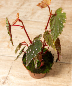 Begonia sp. 'Sumatra Spotted' 001A