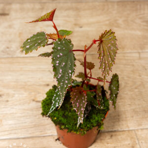 Begonia sp. 'Sumatra Spotted' 003A