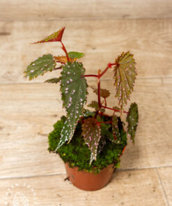 Begonia sp. 'Sumatra Spotted' 003A