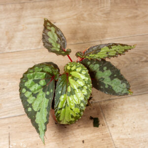 Begonia sp. "lucifer" 001A