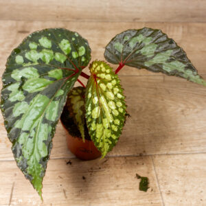 Begonia sp. "lucifer" 002A