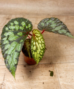 Begonia sp. "lucifer" 002A
