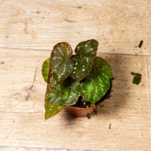 Begonia sp. "Pandora" 002A