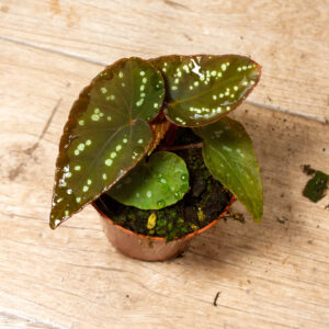 Begonia sp. "Pandora" 003A