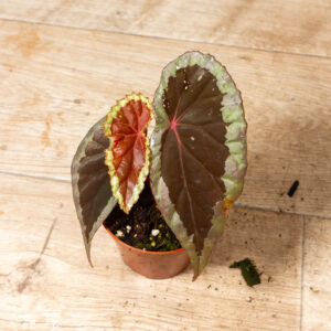 Begonia sp. "Baramensis" 001A
