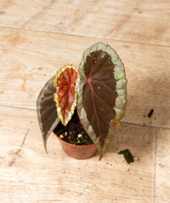 Begonia sp. Baramensis 001A