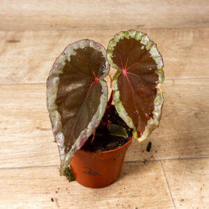 Begonia sp. "Baramensis" 002A