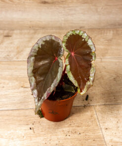 Begonia sp. Baramensis 002A