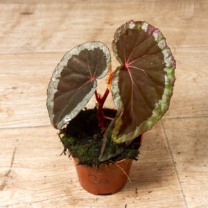Begonia sp. "Baramensis" 003A