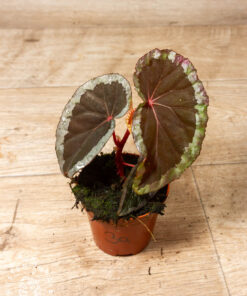 Begonia sp. Baramensis 003A