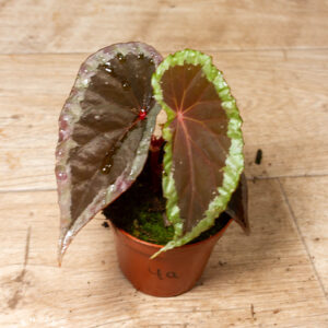 Begonia sp. "Baramensis" 004A