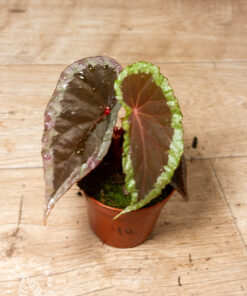 Begonia sp. Baramensis 004A