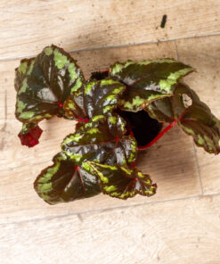 Begonia sp. Ignita 001A