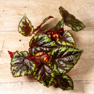 Begonia sp. Ignita 002A