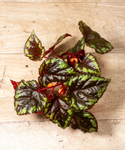 Begonia sp. Ignita 002A