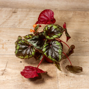 Begonia sp. Ignita 003A
