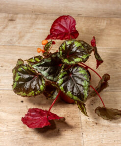 Begonia sp. Ignita 003A