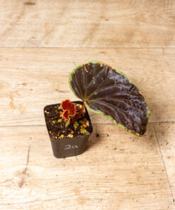 Begonia darthvaderiana Green Spot Hybrid 002A