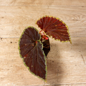 Begonia darthvaderiana Green Spot Hybrid 003A