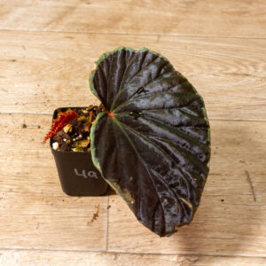 Begonia darthvaderiana Green Spot Hybrid 004A