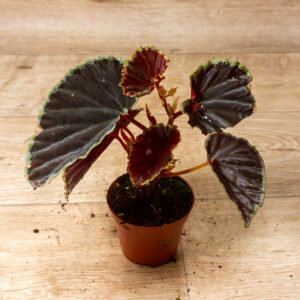 Begonia darthvaderiana Green Spot Hybrid 005A