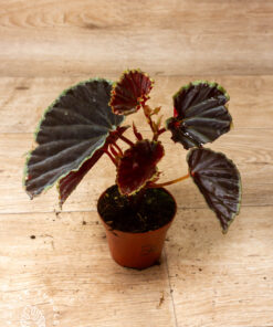 Begonia darthvaderiana Green Spot Hybrid 005A