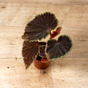 Begonia darthvaderiana Green Spot Hybrid 006A
