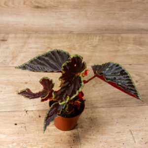 Begonia darthvaderiana Green Spot Hybrid 007A