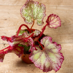Begonia sp. "Pink panther" 001A