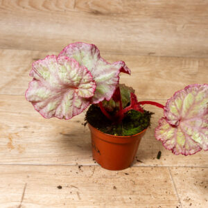 Begonia sp. "Pink panther" 002A