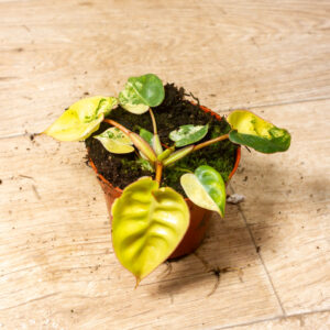 Philodendron billietiae variegata 001A