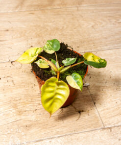 Philodendron billietiae variegata 001A