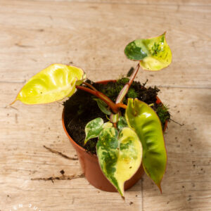 Philodendron billietiae variegata 002A