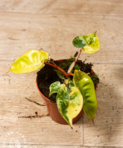 Philodendron billietiae variegata 002A