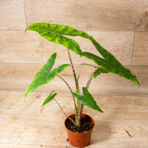 Alocasia reticulata 004