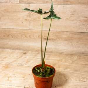 Alocasia teletubbies 001A