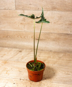 Alocasia teletubbies 001A