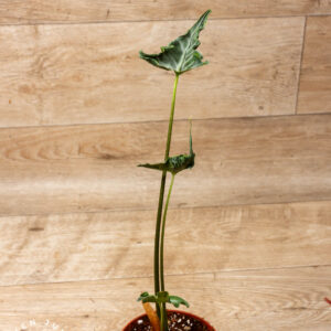 Alocasia teletubbies 002A