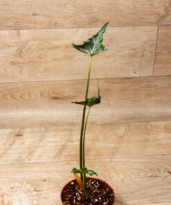 Alocasia teletubbies 002A