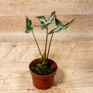 Alocasia teletubbies 003A